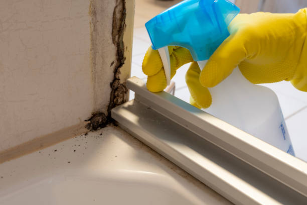 Best Attic Mold Removal  in Licking, MO